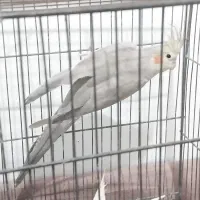 عروس هلندی ماده