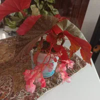 گل بگونیا با گلهای خوشه ای زیبا