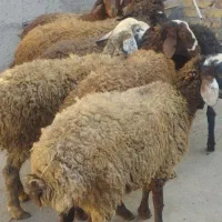 تمام رقم گوسفند جوان