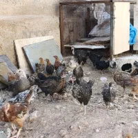 جوجه محلی کوار