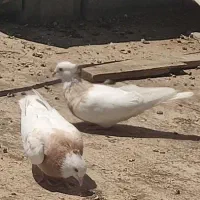 کبوتر|پرنده|یاسوج, |دیوار