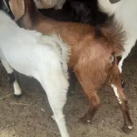 فروش گوسفند چپشت