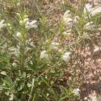 دمنوش های گیاهی