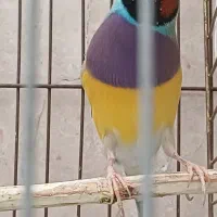 فنچ گلدین