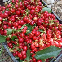 گیلاس و آلبالو تک دانه.