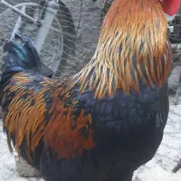 مرغ وخروس جوان  تازه بالغ شدن
