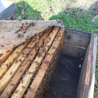 زنبور عسل کارنیکا