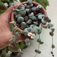 سروپژیا وودی ابلق