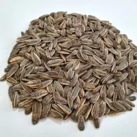 پخش تخمه زیر قیمت بازار