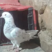 کبوتر