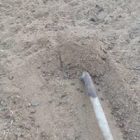 کود گوسفندی چند سال خواب