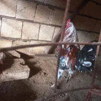 خروس گلین رنگی
