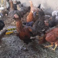 جوجه کشتنی ومرغ وخروس برهما وخروس محلی