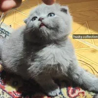 واگذاری گربه اسکاتیش بلو