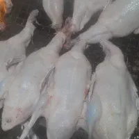 اردک کشتاری