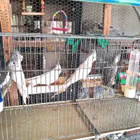 فروش تعدای پرنده عروس و ملنگو