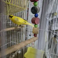 دو عدد قناری ماده جوان