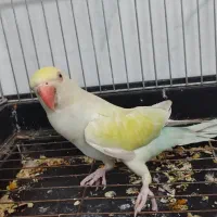 جفت نر و ماده طوطی ملنگو البینو و رنگین کمانی