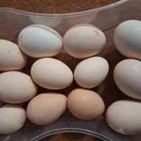 تخم نطفه دار گلین لری ریشو ومرغهای زینتی