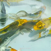 ماهی کوی|ماهی|اصفهان, پارک خبرنگار|دیوار