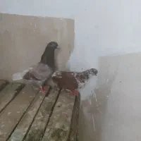 پرنده