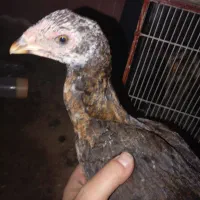 جوجه لاری اصل دوماهه واکسن خورده