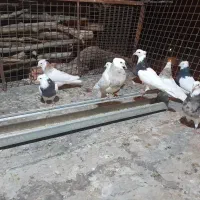 طوقی