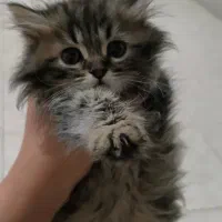 توله گربه