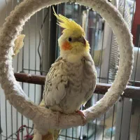 گل باقالی ماده