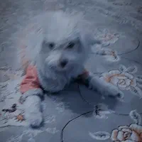 پت خانگی اشپیتز