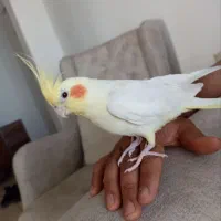 عروس هلندی گمشده