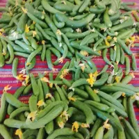 خیار|خوردنی و آشامیدنی|شیروان (خراسان), |دیوار