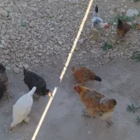 مرغ و باروک محلی اصلی