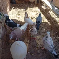 کفتر
