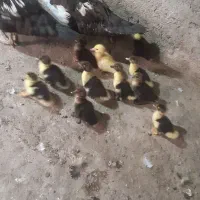 جوجه اردک اسراییلی