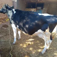 یک راس گاو هولشتاین به همراه گوساله سیمینتال ماده