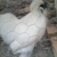 خروس
