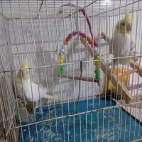 یک جفت عروس هلندی