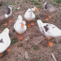 غاز|پرنده|خشکبیجار, |دیوار