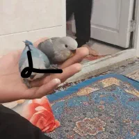 پرنده|پرنده|تفت, |دیوار