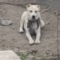 سگ نگهبان