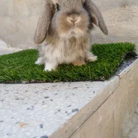 توله خرگوش لوپ اصیل