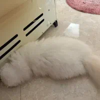 فروش گربه اسکاتیش برفی