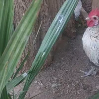 فروش فوری خروس سبرایت جوان