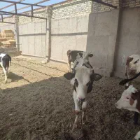 ۶راس سیمنتال ن