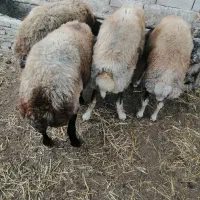 گوسفند جوان
