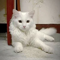 ترکیش ماده
