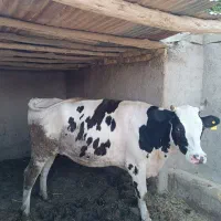 تلیسه