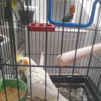طوطی کوتوله و عروس هلندی.