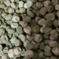 نخودفرنگی.وولف